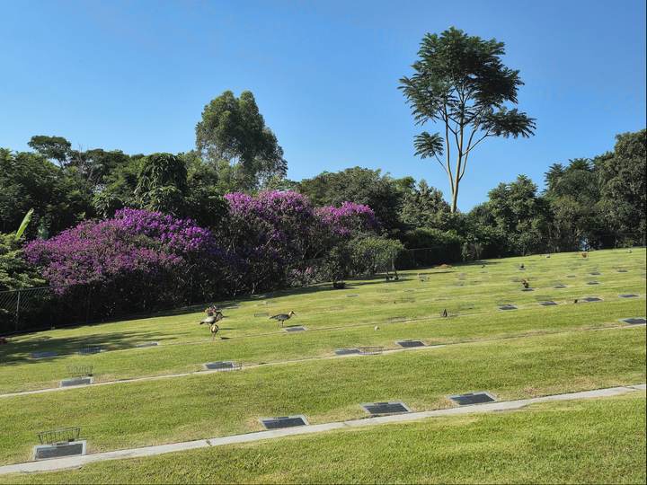 Quadra Cerejeiras, com árvores e gramado contínuo
