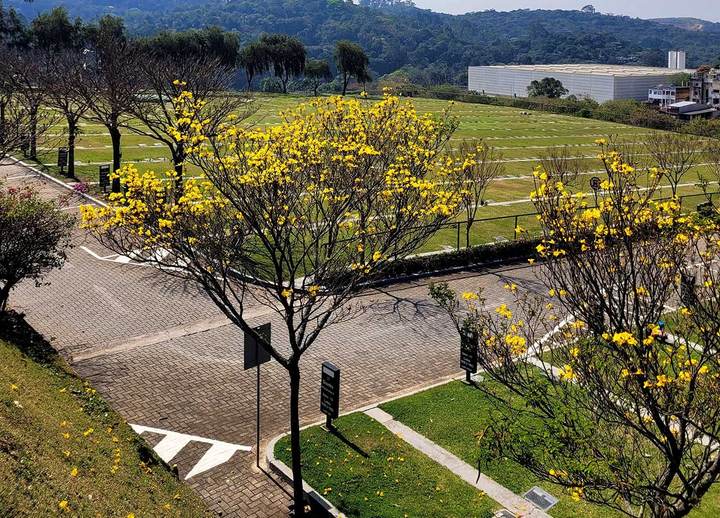 Quadra Primavera, com ipês amarelos floridos ao longo do caminho